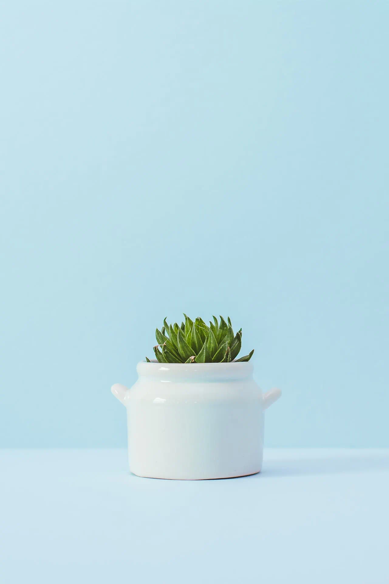 Succulent in een witte pot voor lichtblauwe achtergrond